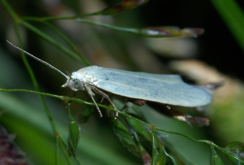 Tortricidae da conf.